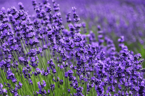 Lavender Extract