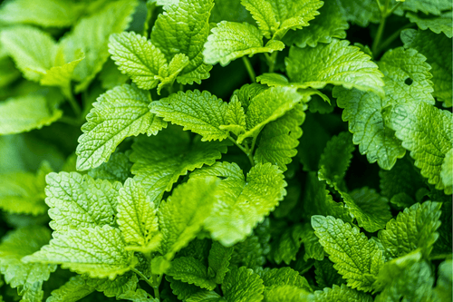 Lemon Balm Extract