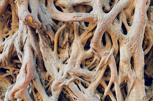 Tongkat Ali Root Extract