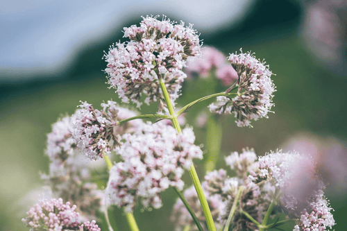 Valerian Extract