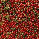 Raw Coffee Extract