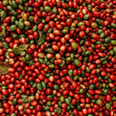 Raw Coffee Extract