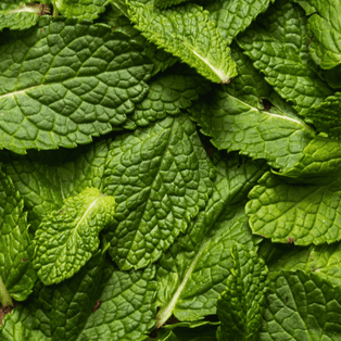 JF_Lab_-_Ingredients_-_Stevia.png__PID:b046f95b-64ee-48bc-b949-268ec9bf01e3