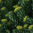 Rhodiola rosea